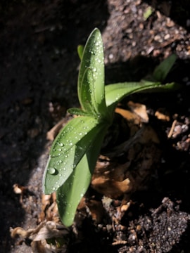 A young green plant with broad, smooth leaves is adorned with droplets of water, indicating recent rain or watering. The plant stands out against a dark, moist soil background that is scattered with dried brown leaves and small bits of organic debris.