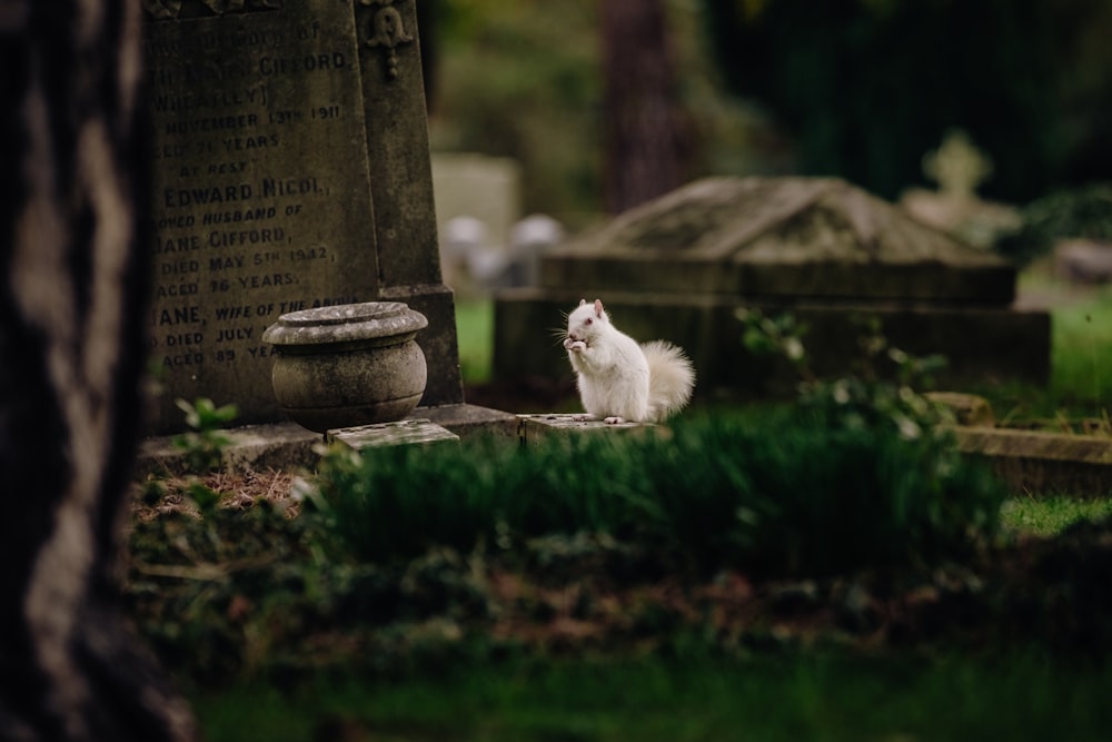 white long haired cat on brown concrete