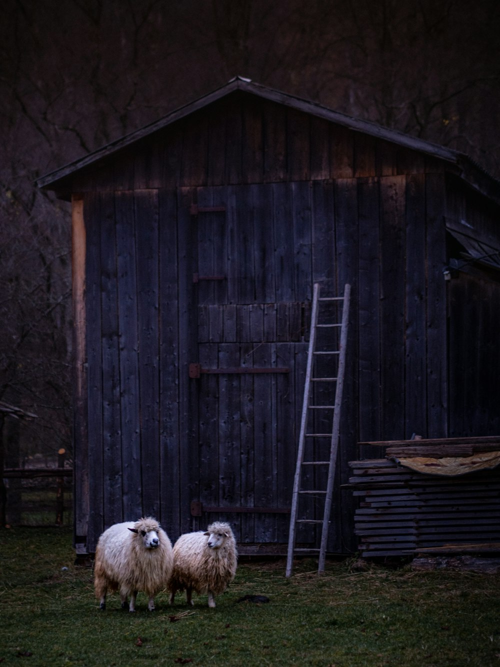 moutons blancs sur un champ d’herbe verte