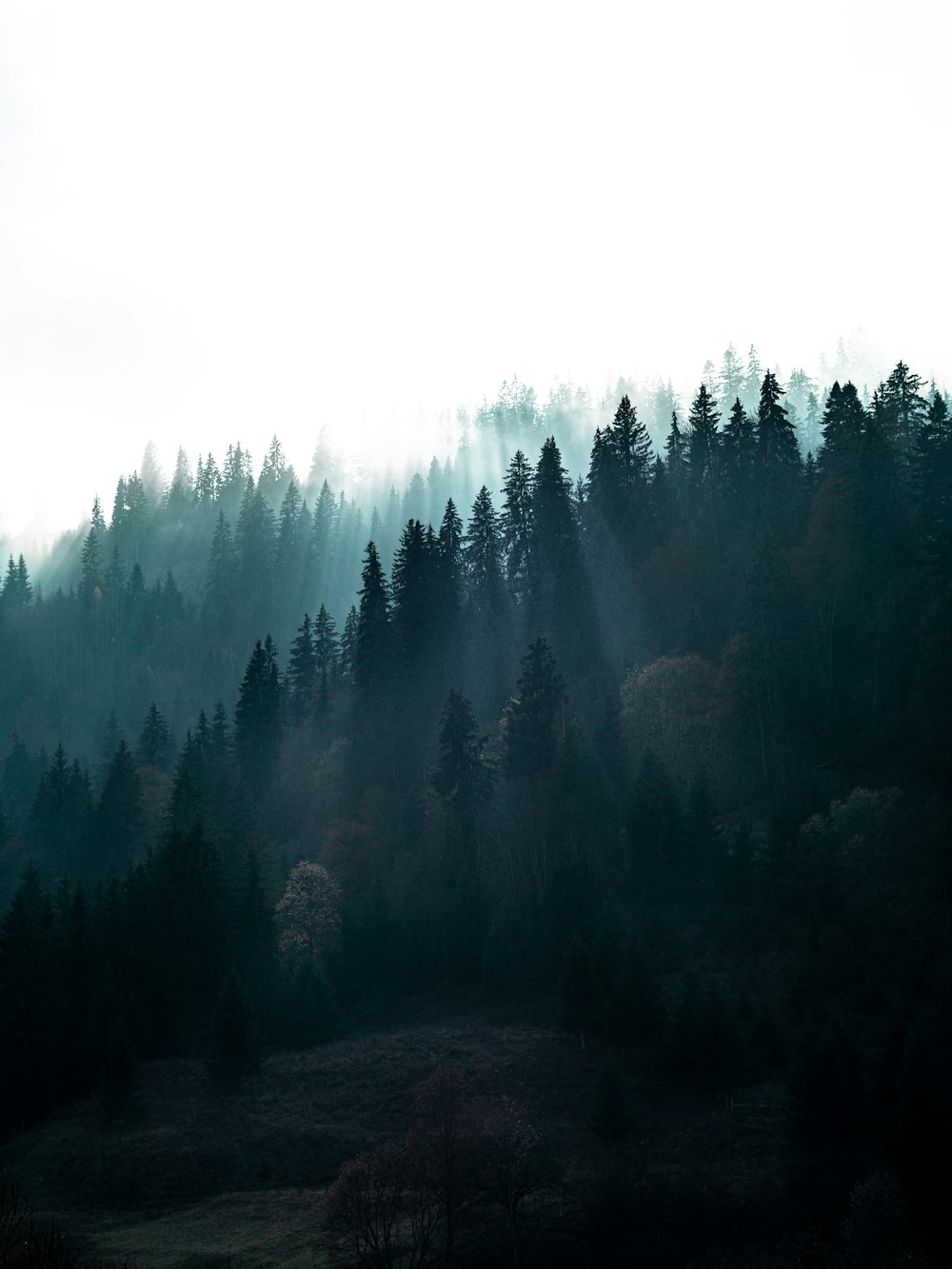 green pine trees with fog