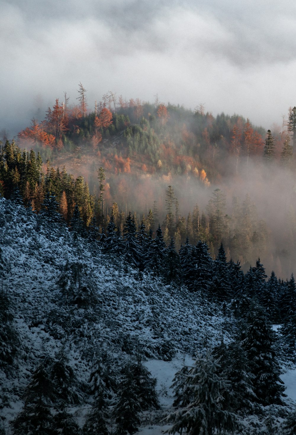 green pine trees covered with snow