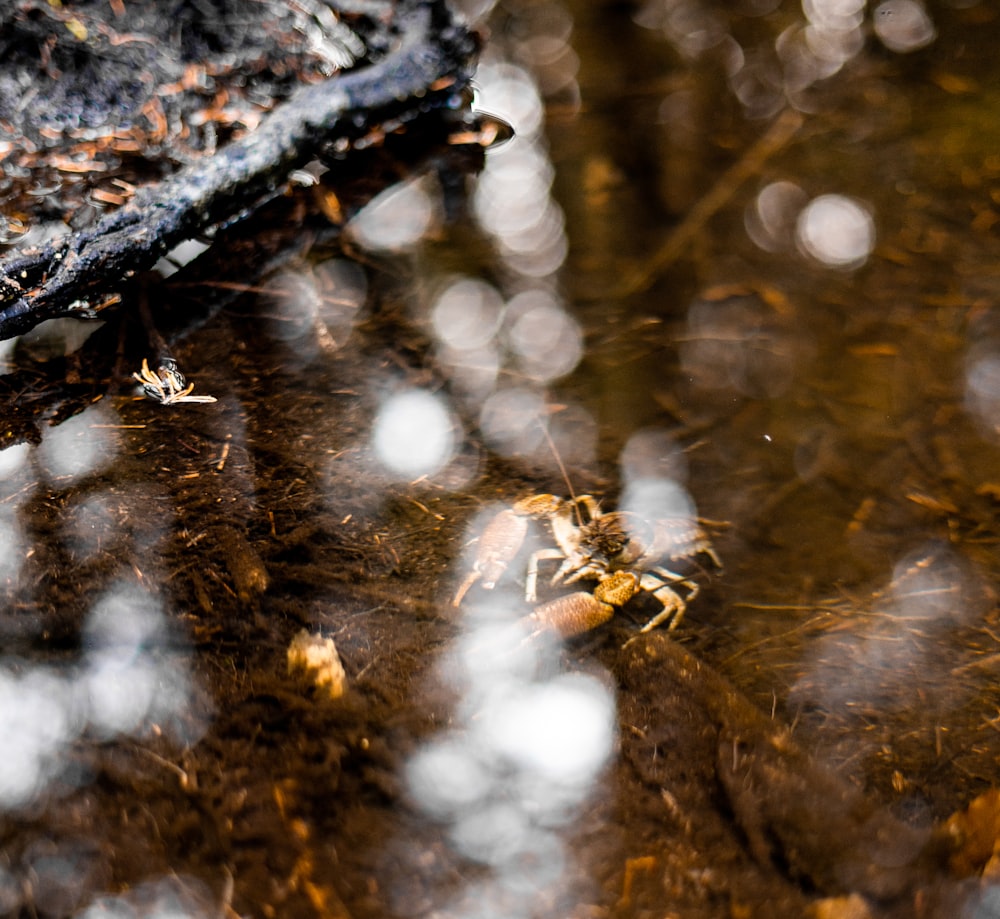 brown dried leaves on body of water