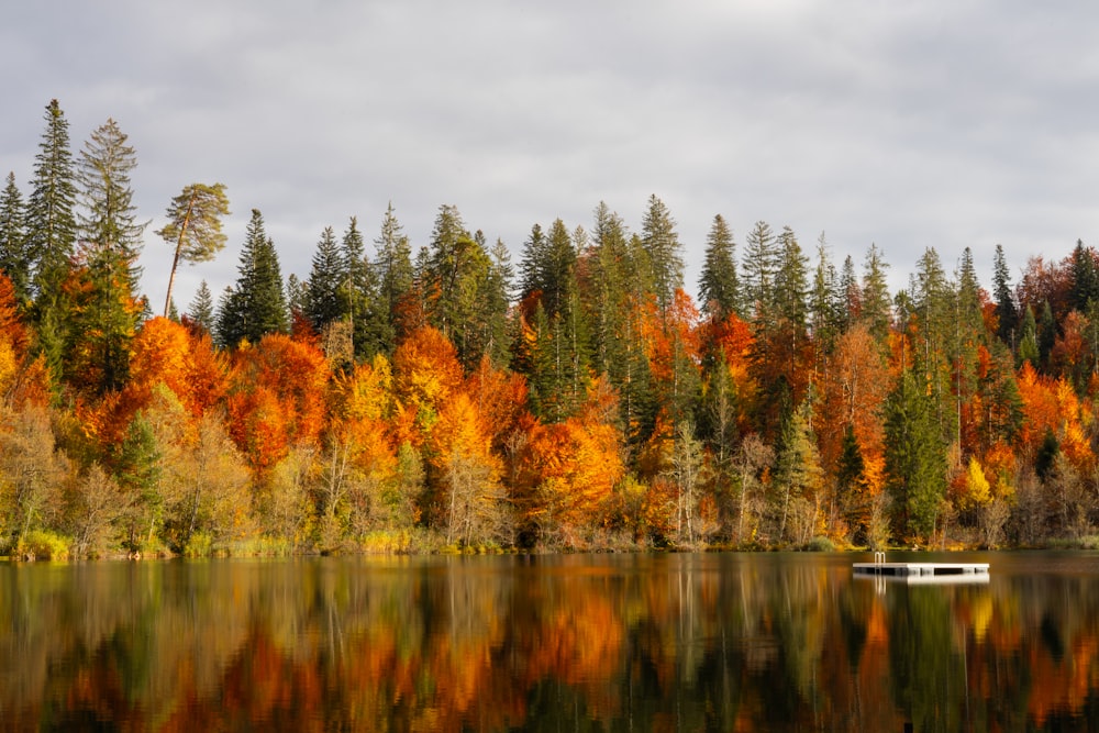 alberi verdi e marroni accanto allo specchio d'acqua durante il giorno