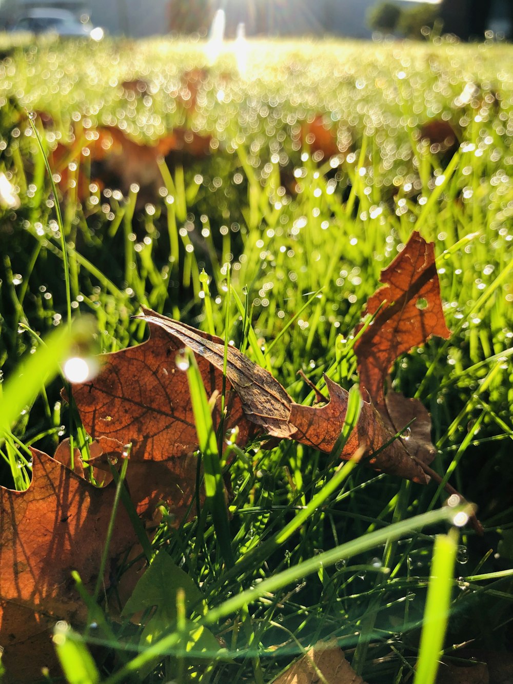 Feuille séchée brune sur herbe verte pendant la journée