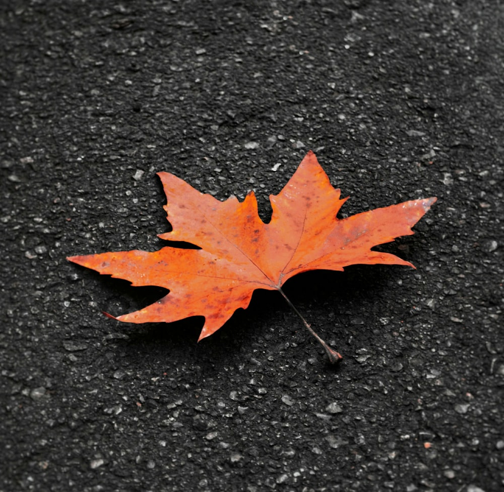 red maple leaf on black concrete floor