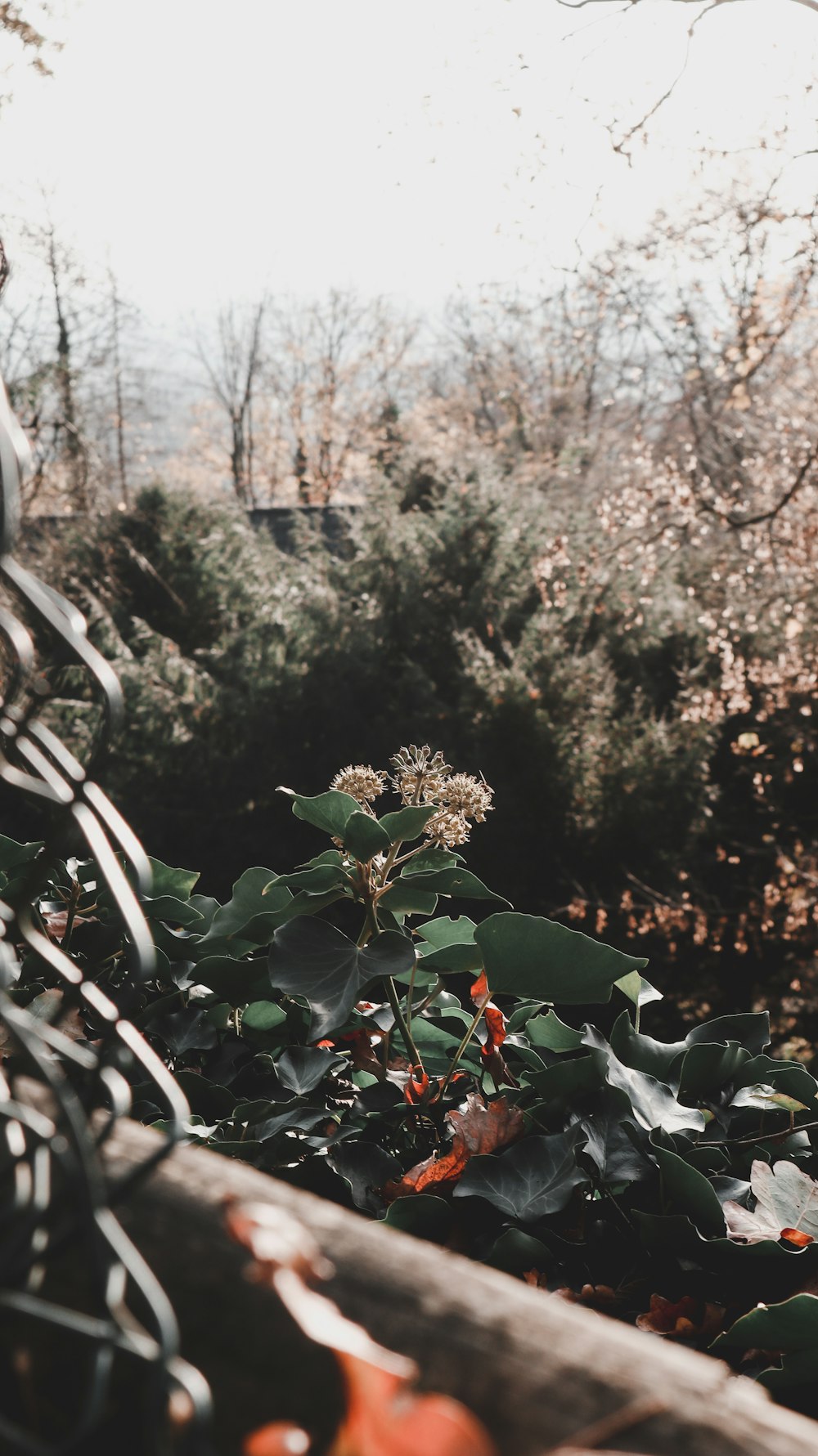 green and red plant during daytime