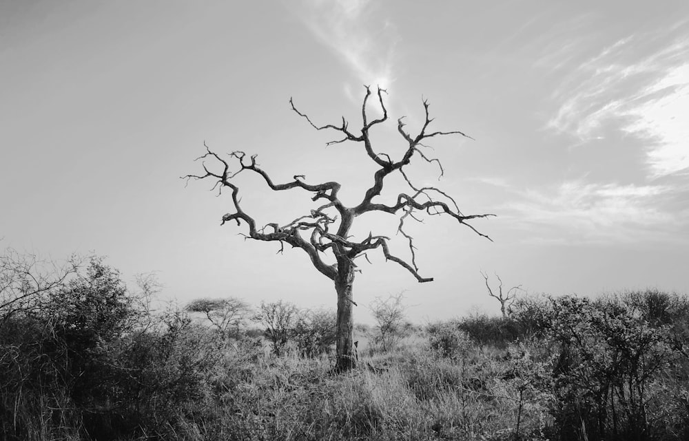 bare tree on green grass field under white clouds