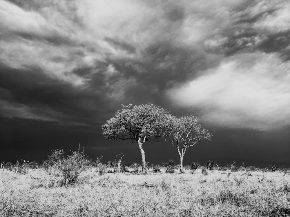grayscale photo of tree on grass field