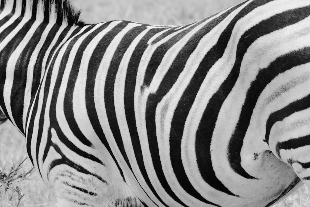 black and white zebra on brown grass field