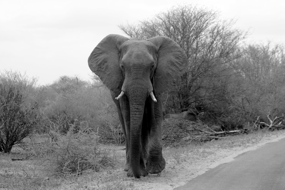 grayscale photo of elephant walking on dirt road