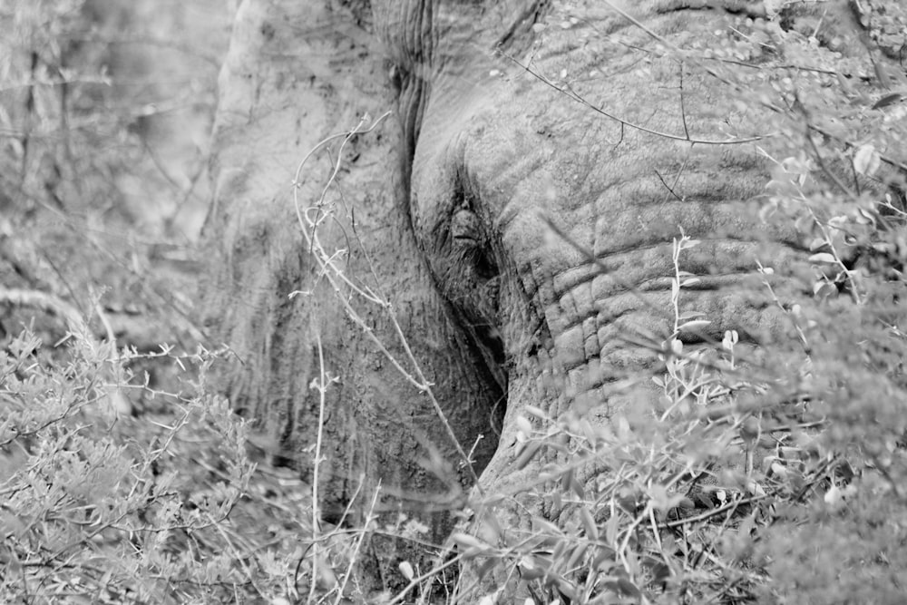 elephant eating grass in grayscale photography