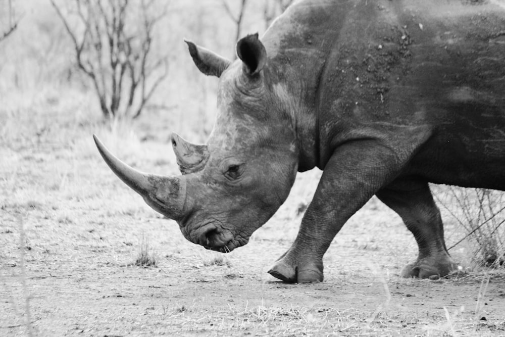 grayscale photo of rhinoceros walking on dirt ground