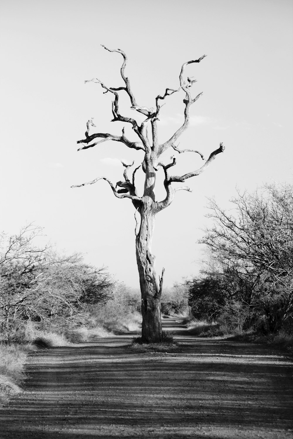 Foto en escala de grises de un árbol sin hojas
