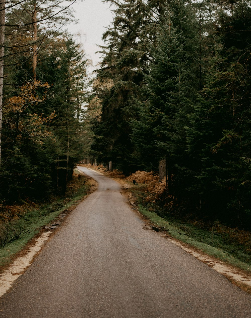 gray asphalt road between green trees during daytime