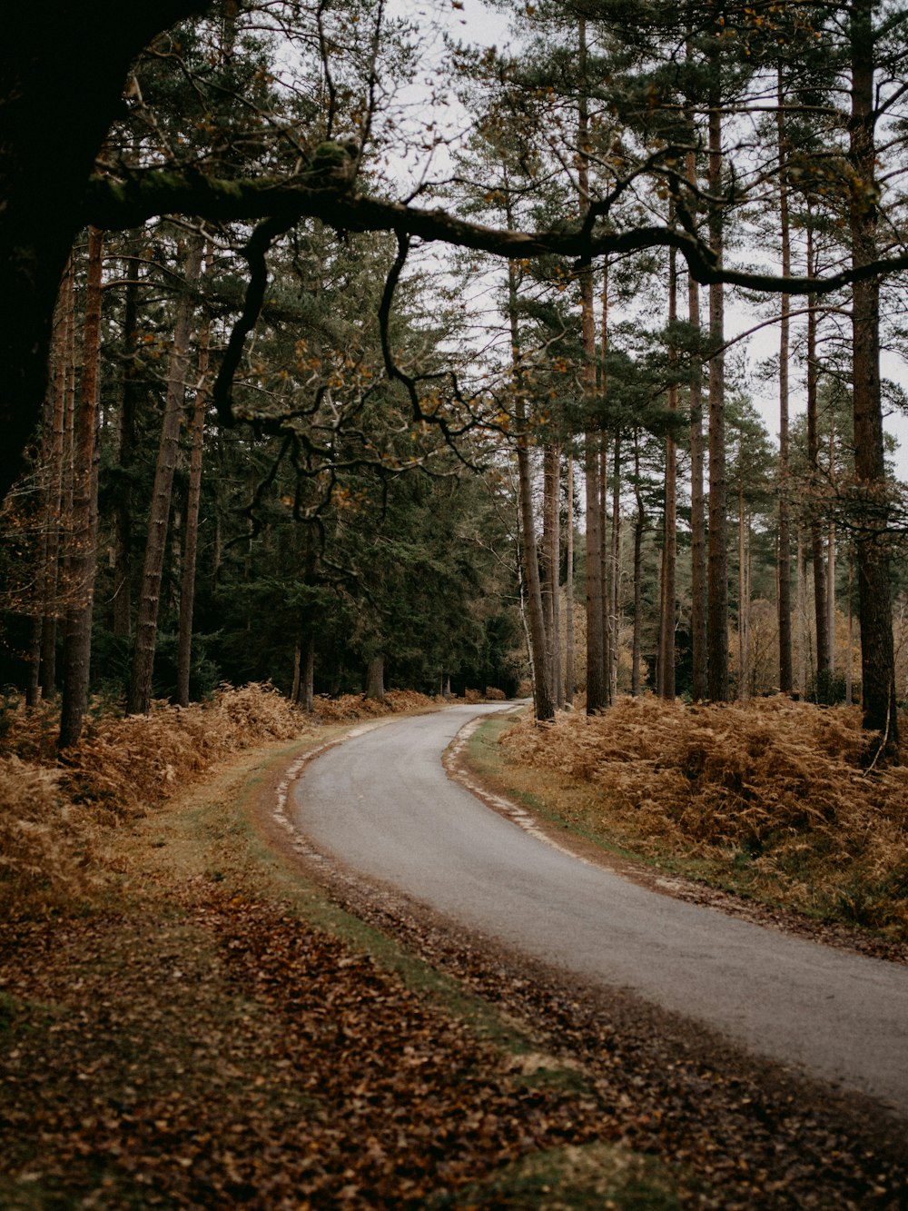 gray road in between trees during daytime