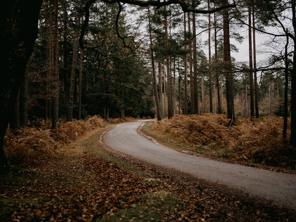 route grise entre les arbres verts pendant la journée