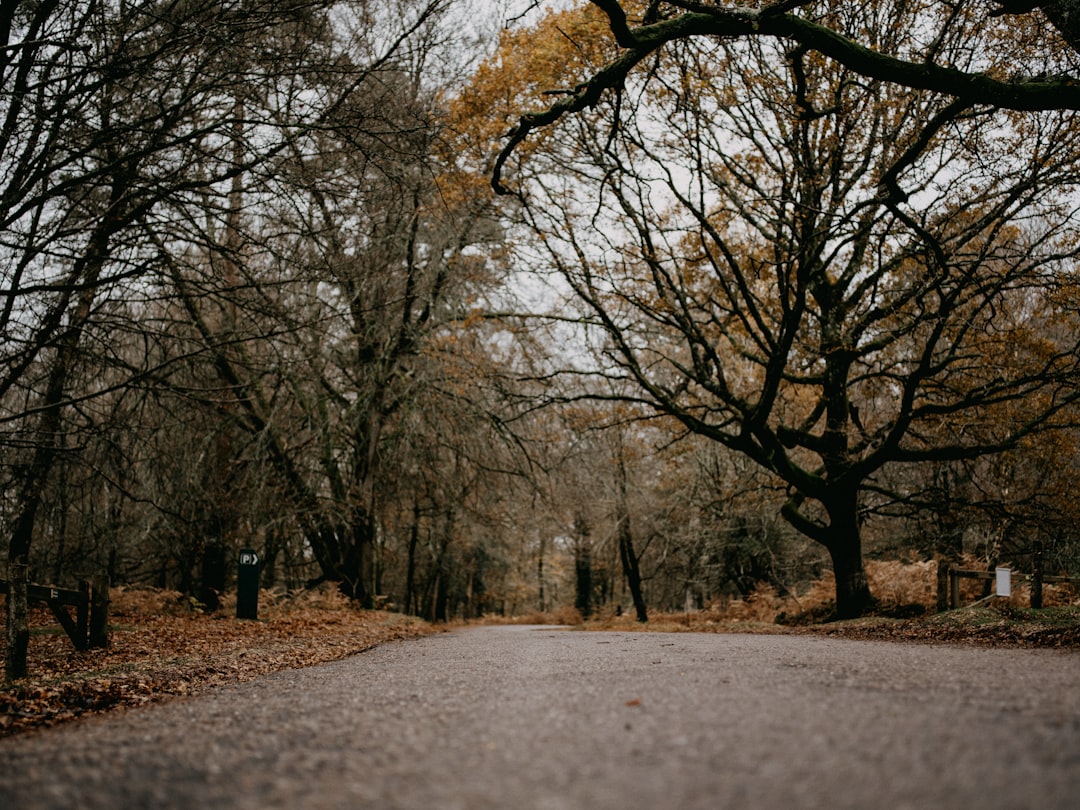 brown trees on brown soil during daytime