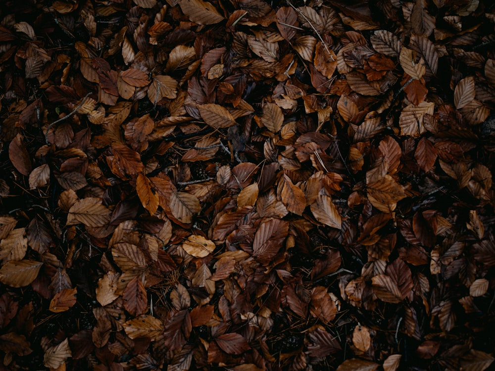 brown dried leaves on ground