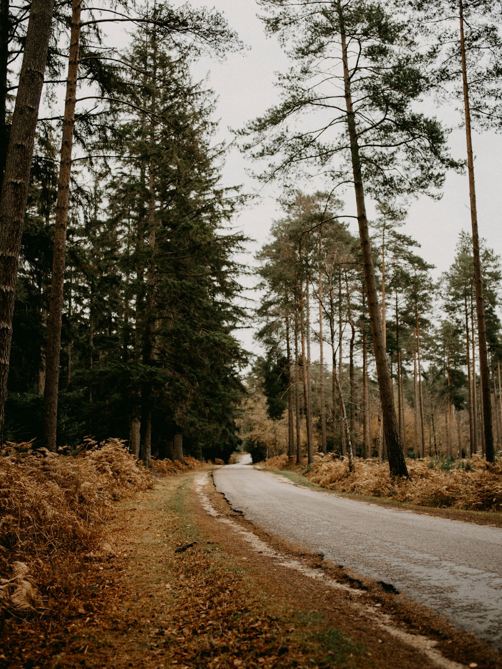 gray road between green trees during daytime