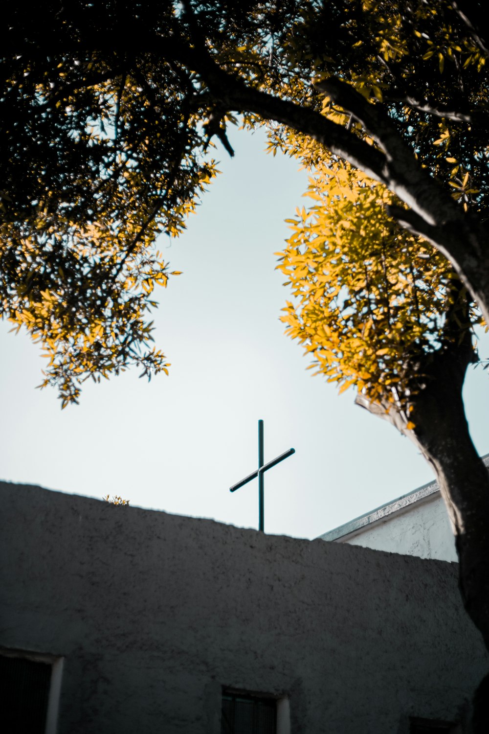 árbol amarillo y verde durante el día