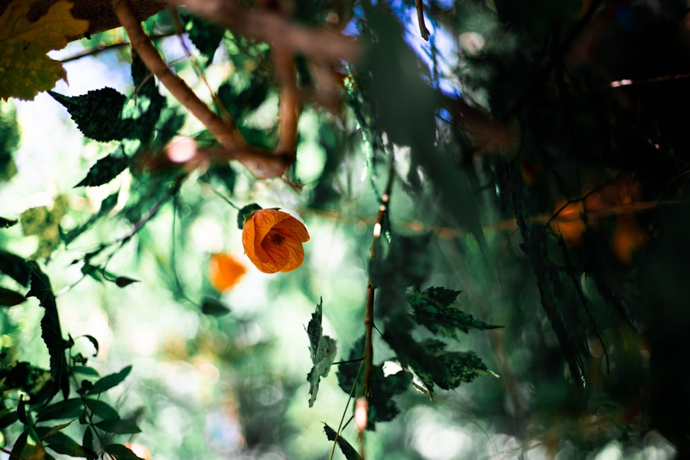 brown and green tree with water droplets