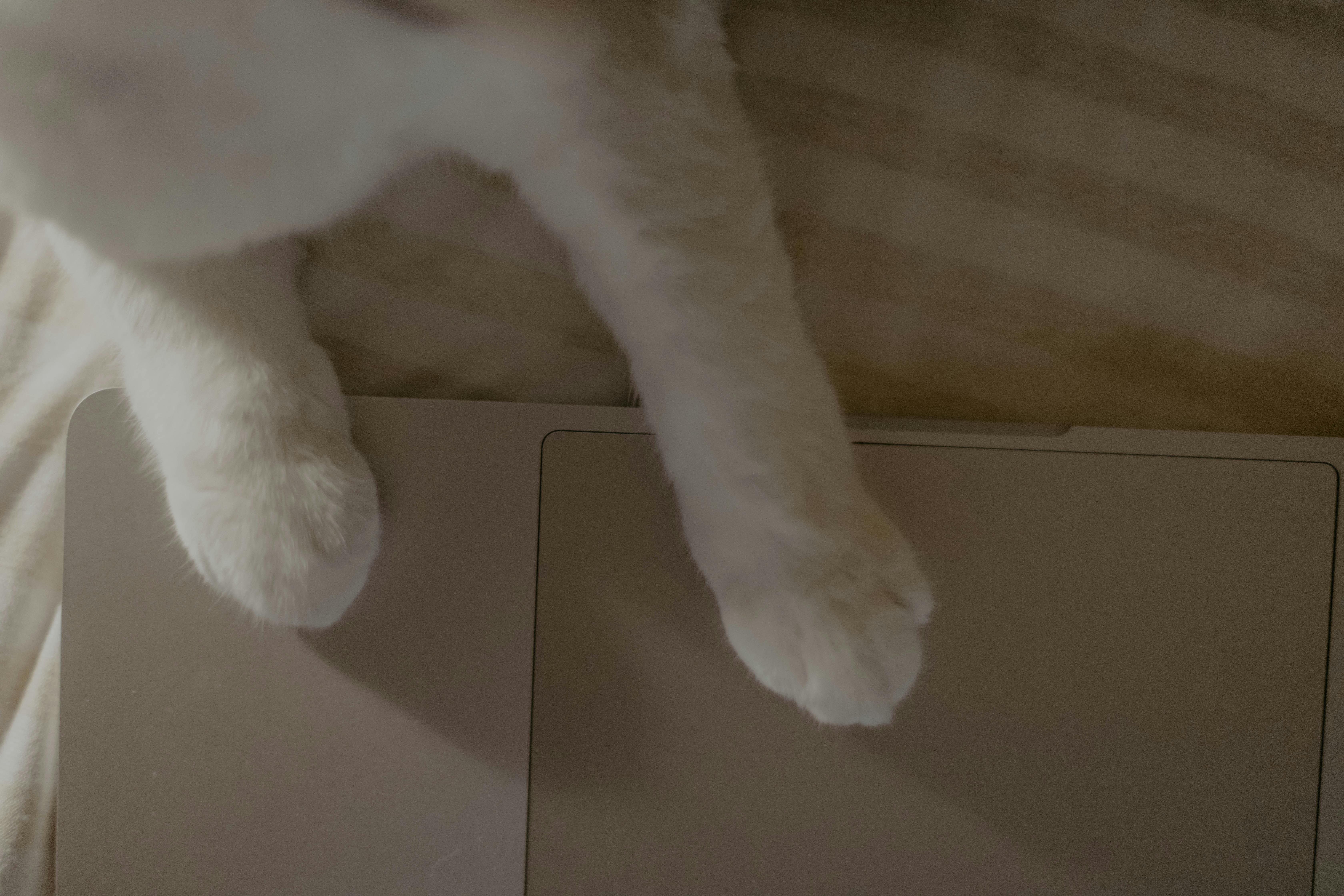 고양이 발톱 깎는 법 물리지 않고 안전하게 끝내는 집사 노하우