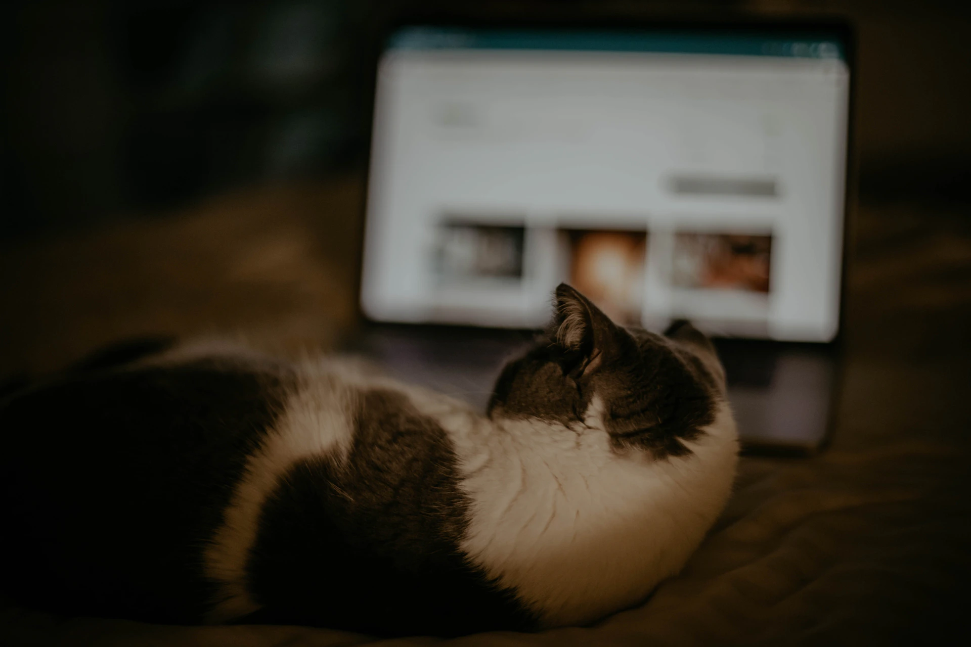 black and white cat lying on brown textile
