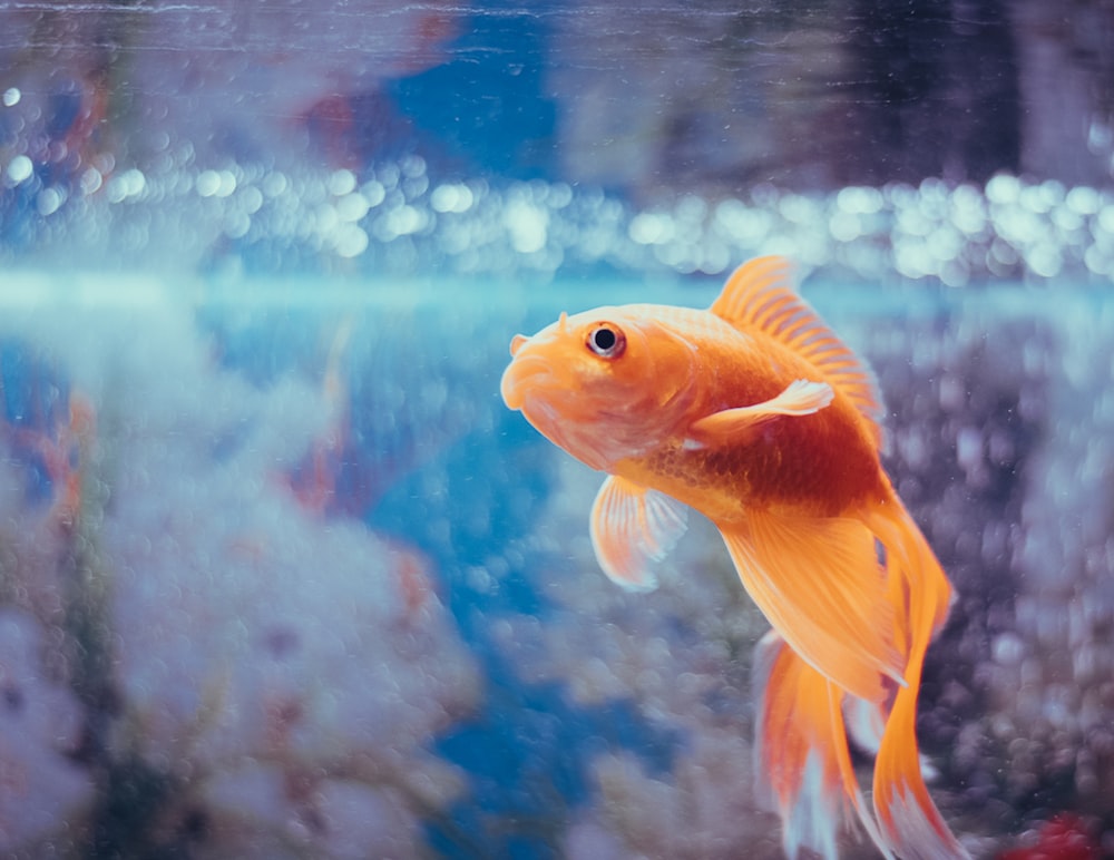 水槽のオレンジ色の魚