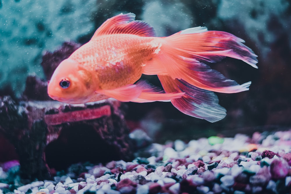 peixes laranja e branco no tanque de peixes