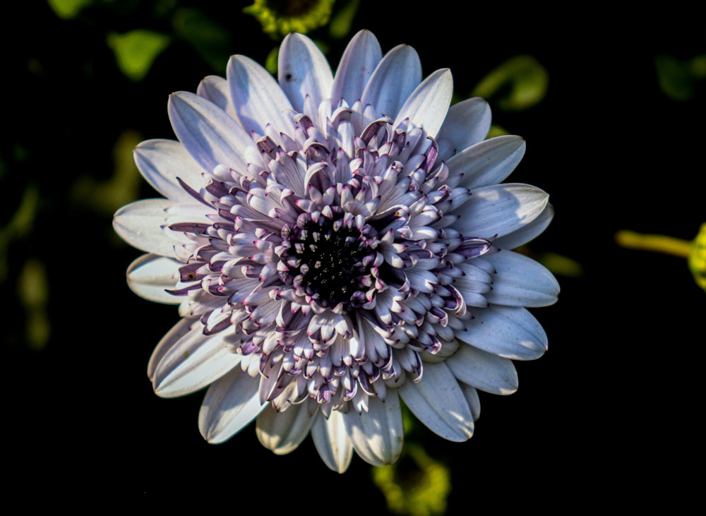 purple and white flower in macro lens