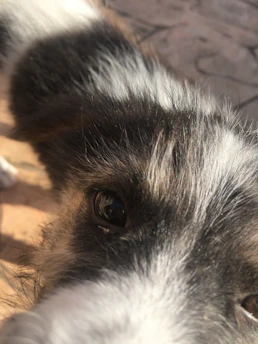 Close-up of a dog’s face with sunlight filtering through, capturing the texture of its fur.