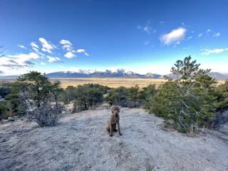 Panoramic mountain landscape with a dog running freely in the foreground, embodying freedom and trust.