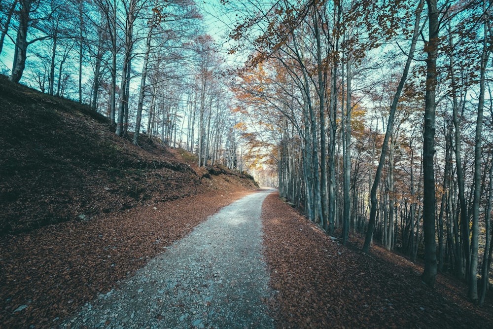 estrada cinzenta entre árvores nuas durante o dia