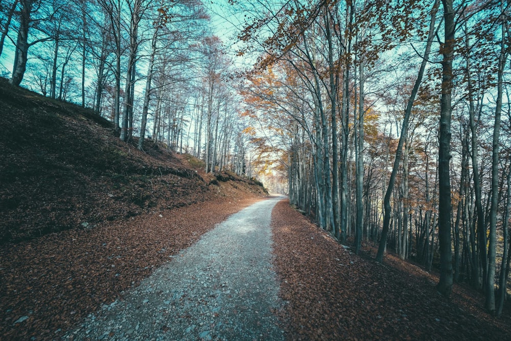 gray road between bare trees during daytime