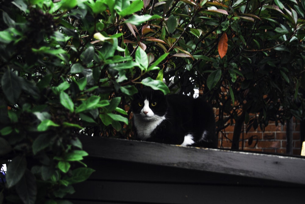 tuxedo cat on black wooden table