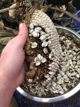 A hand is holding a large sunflower head with many sunflower seeds still attached. Below, there is a bowl containing loose sunflower seeds. The background includes blurred foliage and a blue surface.