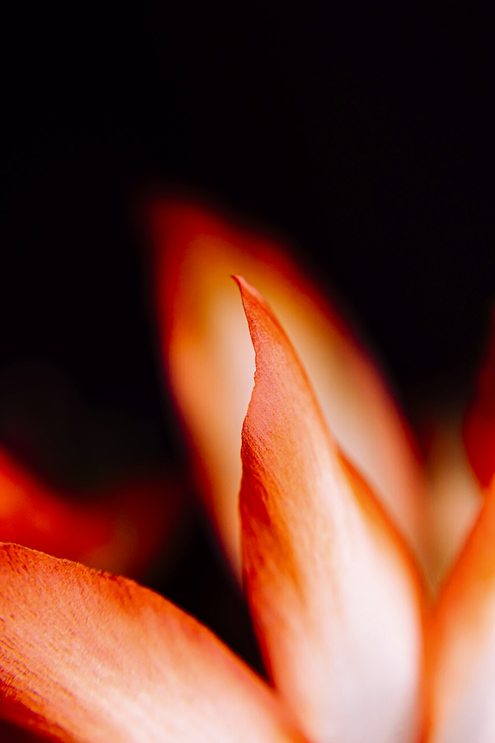 red and white flower in dark room