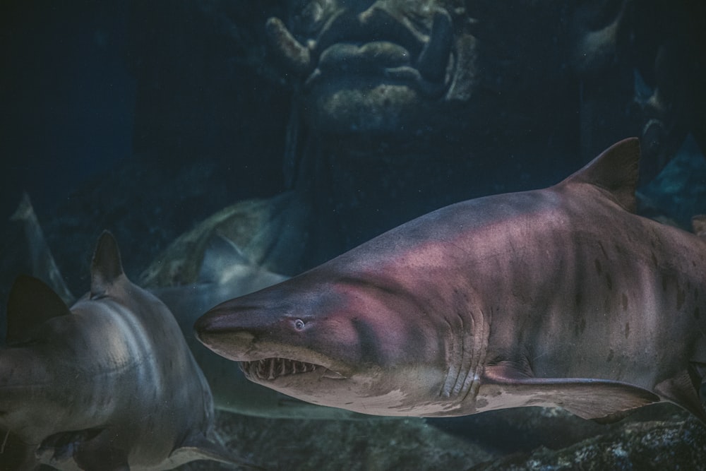 grey shark in water with green plants