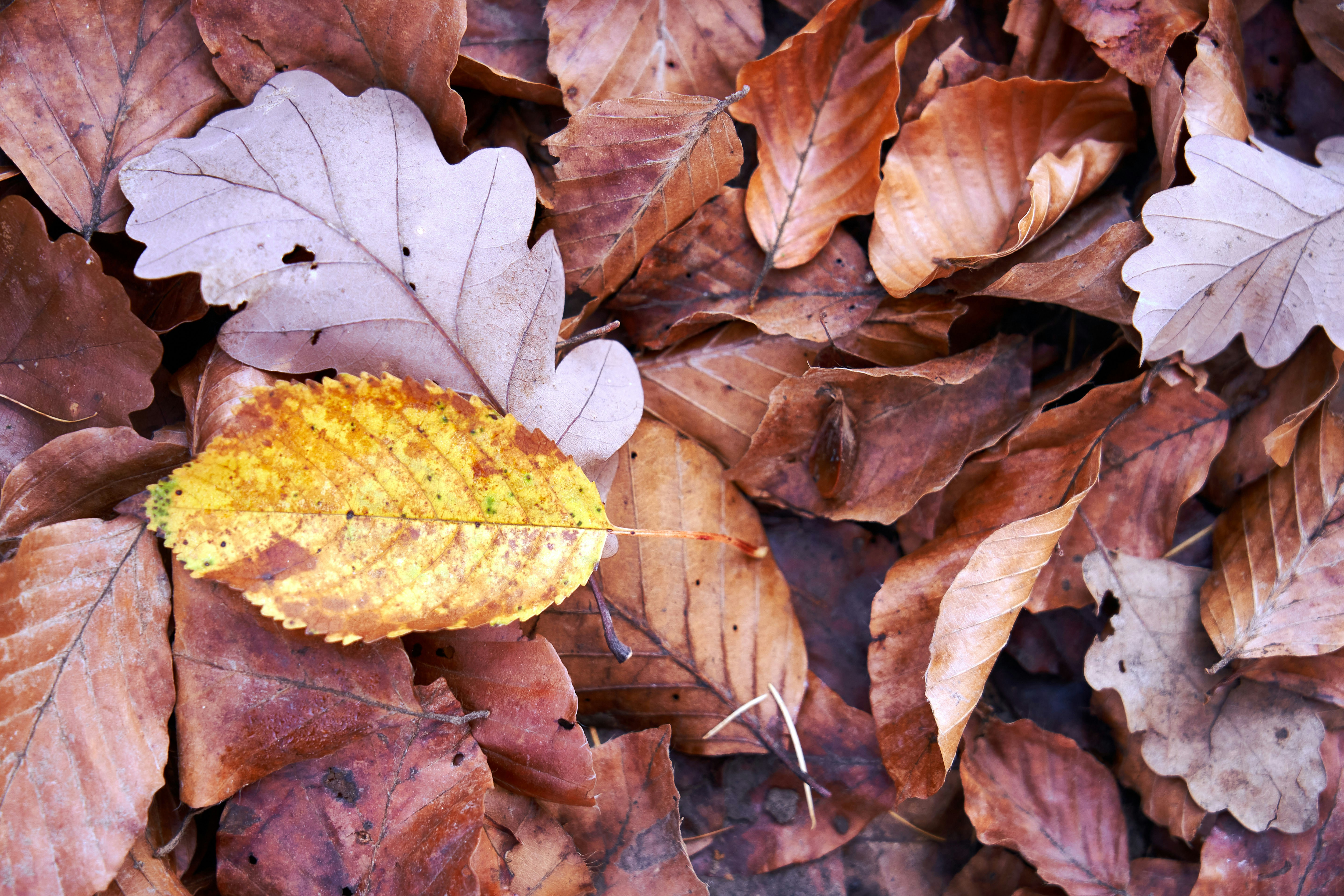 Photo by wolfgang_hasselmann