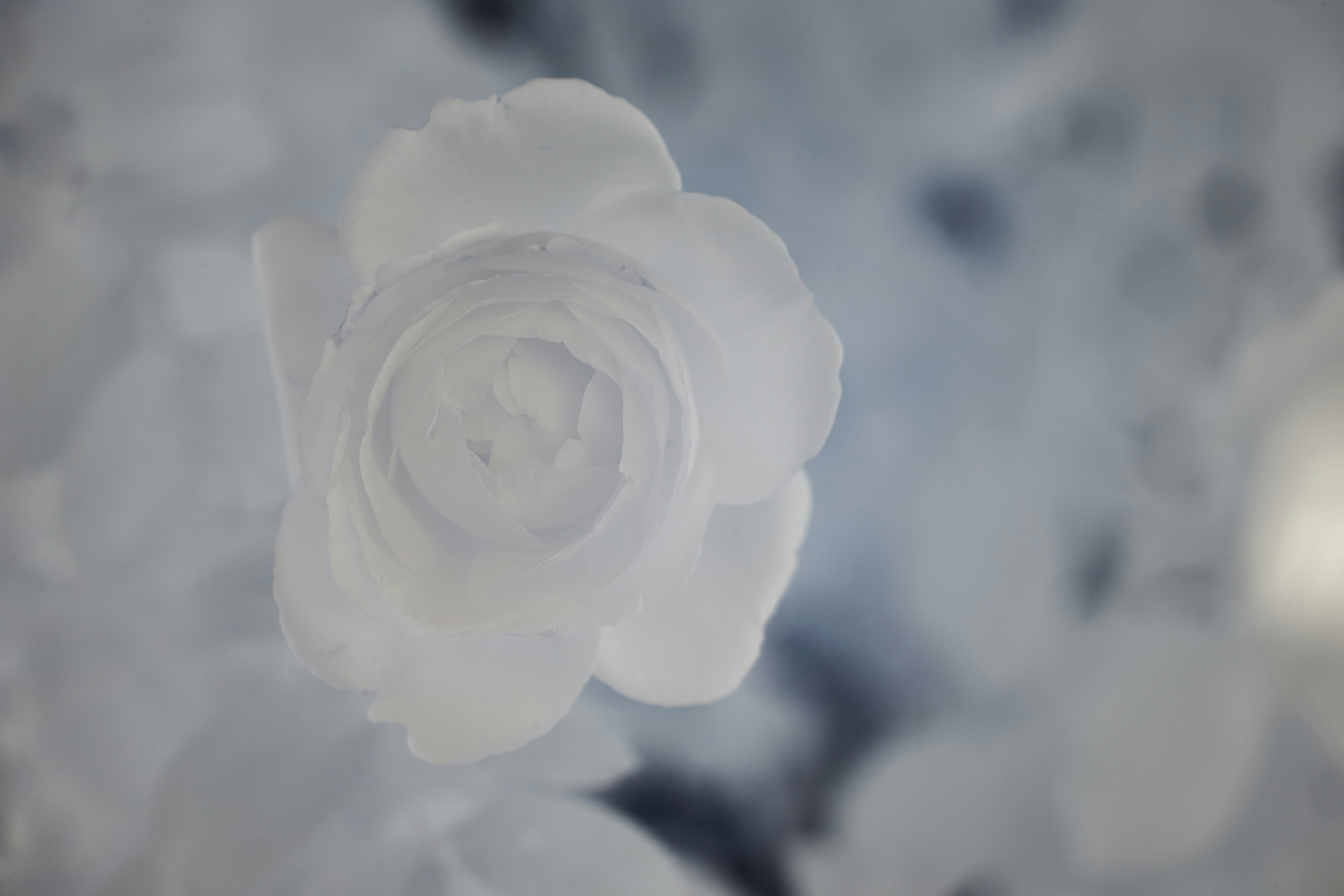 Photo by wolfgang_hasselmann