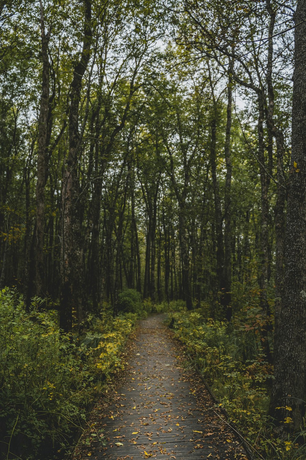 brown pathway between green trees during daytime