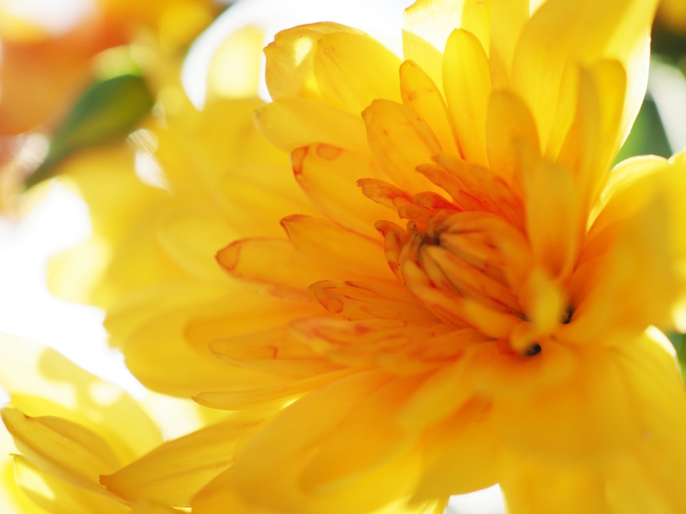 yellow flower in macro lens