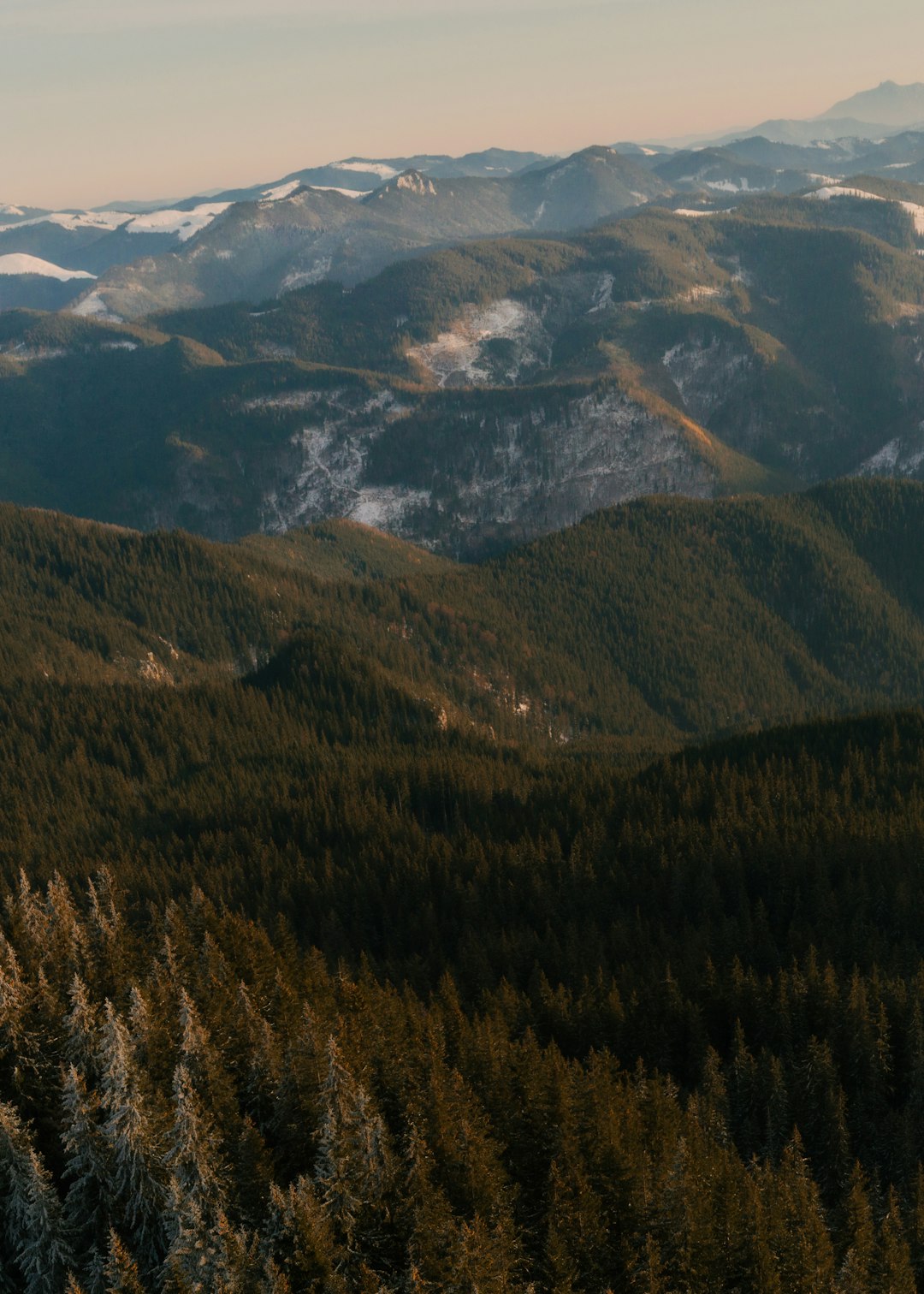 green trees on mountain during daytime