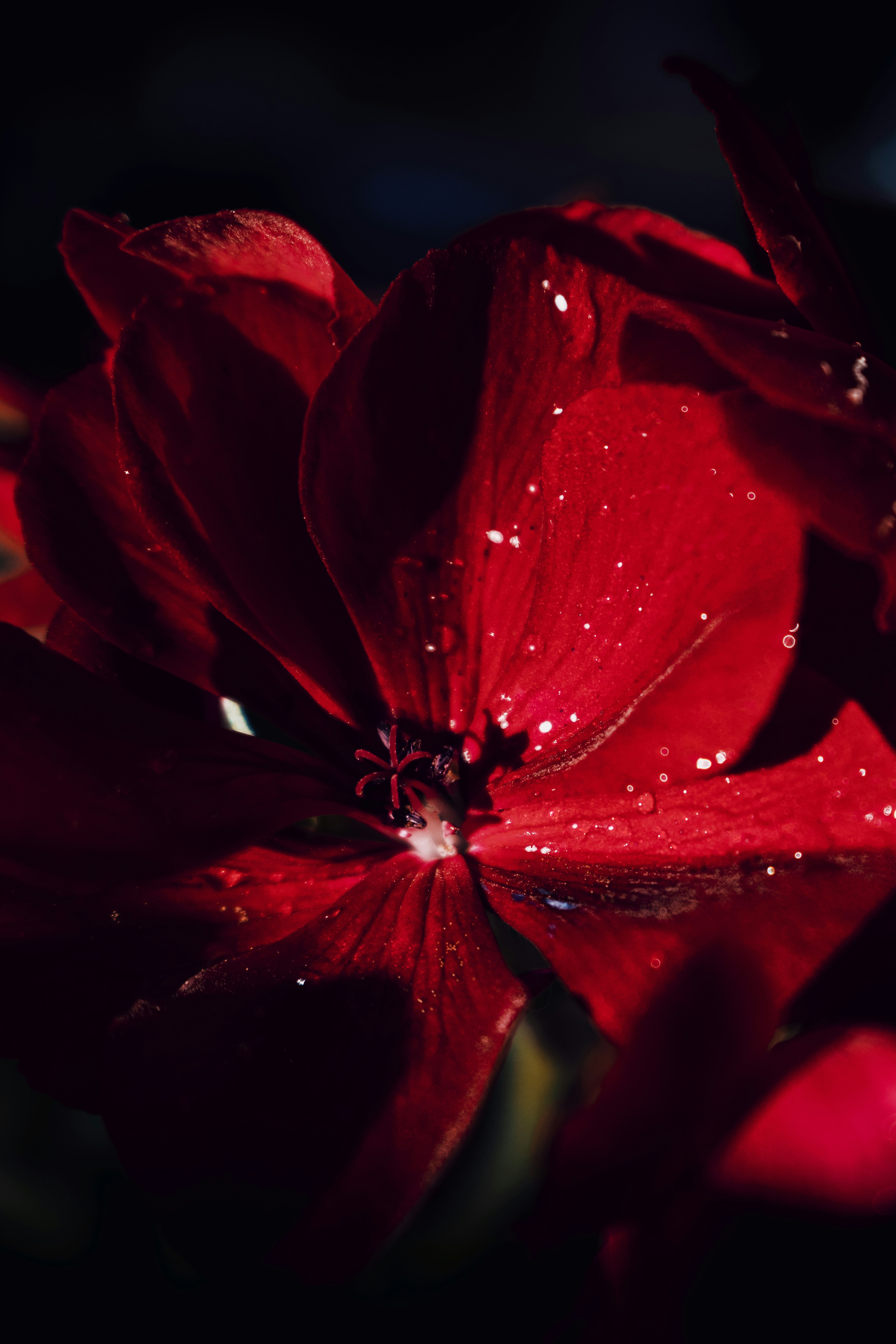 Red geranium flower closeup photo.