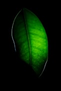 green leaf in close up photography