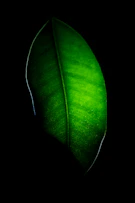green leaf in close up photography