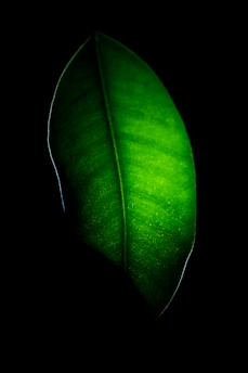 green leaf in close up photography