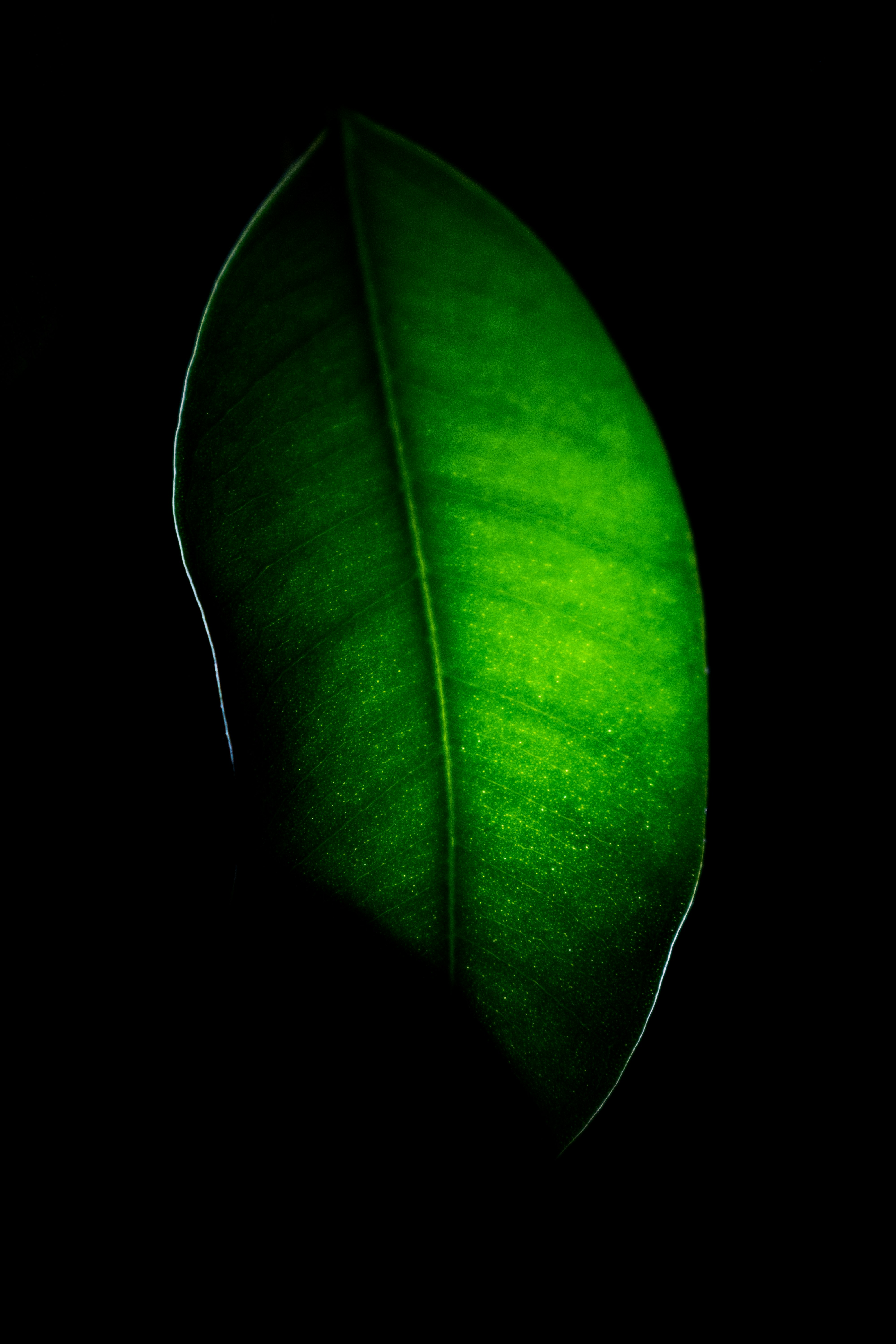 Photo of a green leaf, lighten from behind with LED light.