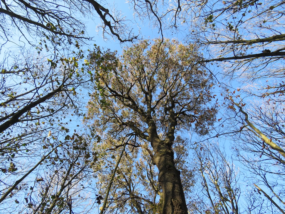 brown tree under blue sky during daytime