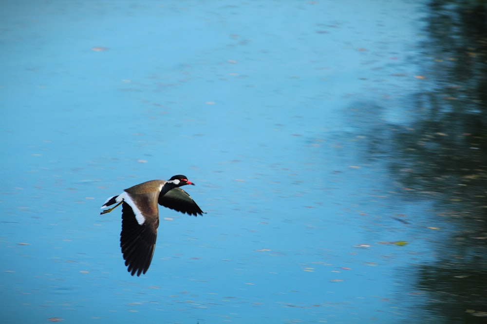 pássaro preto e branco voando sobre a água durante o dia